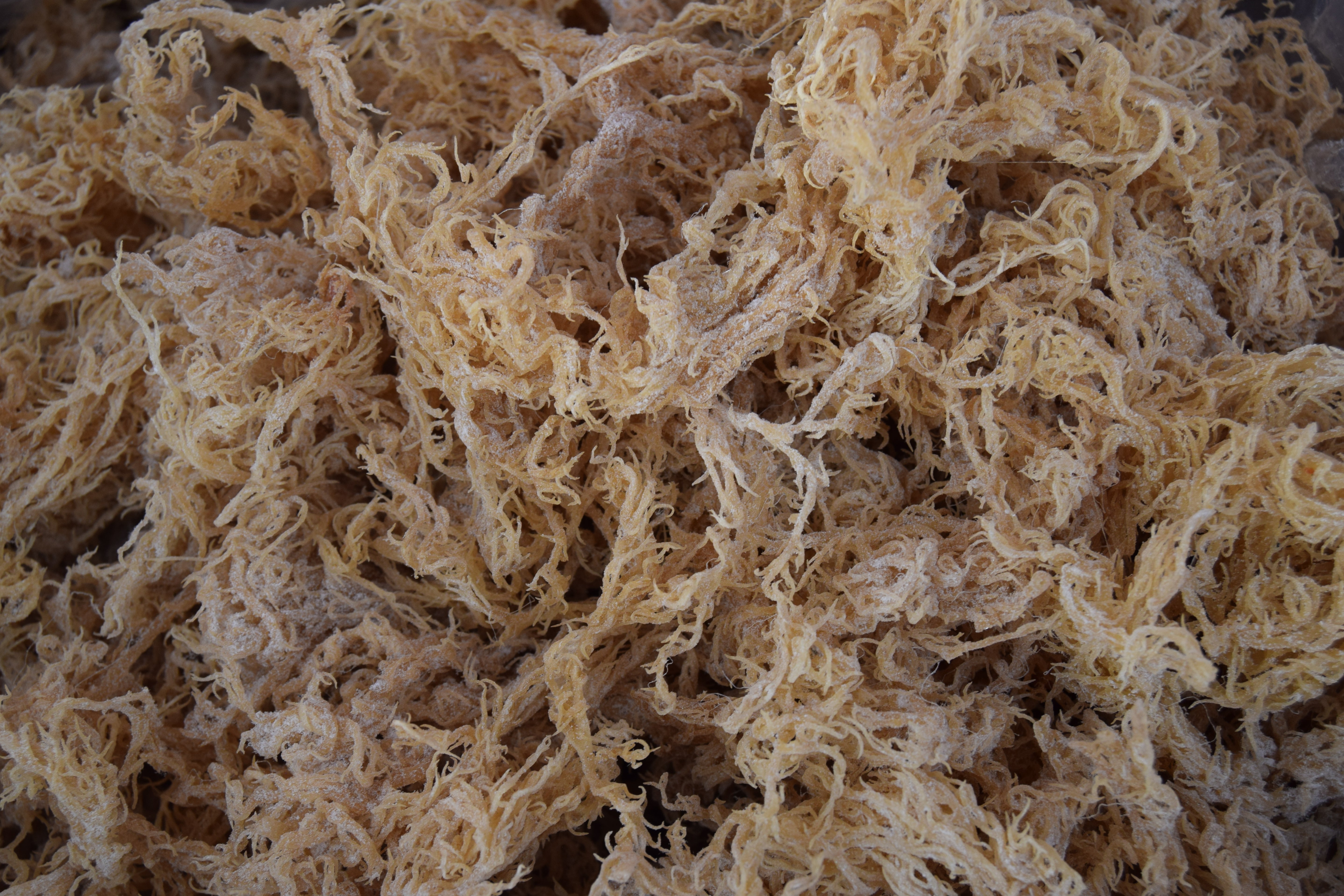 Wholesale St. Lucia Dry Sea Moss - Shipping Included